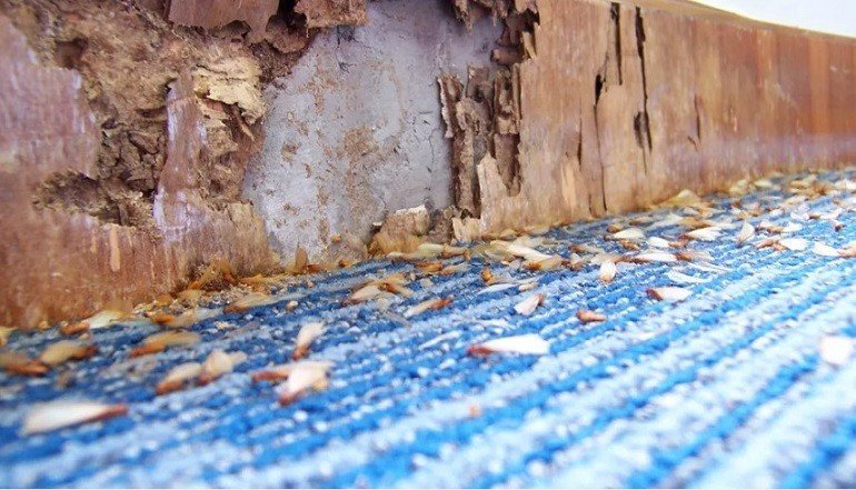 Термиты в стене из бетона