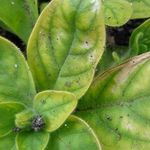 Болезни и вредители петунии или как избежать опасности заражения растения