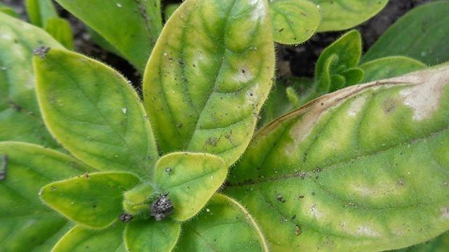 Болезни и вредители петунии или как избежать опасности заражения растения
