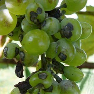 Антракноз винограда