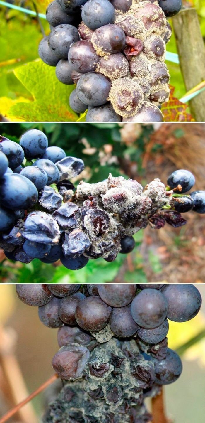 Болезни винограда описание с фотографиями и способы лечения