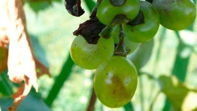 Борьба с болезнями винограда