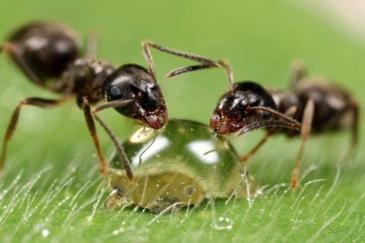 Фотографии муравьев