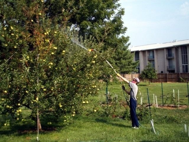 Опрыскивание плодовых деревьев