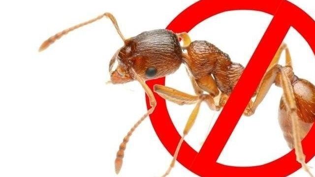 Борная кислота с медом от муравьев