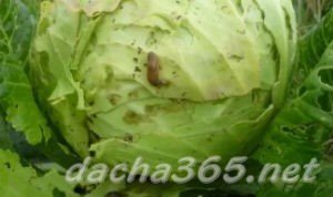 Вредители белокочанной капусты