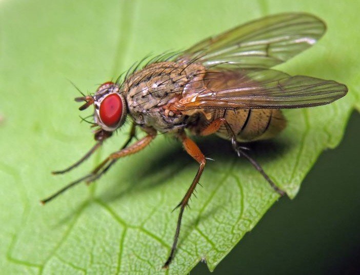 Свекловичная минирующая муха