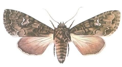 Lepidoptera acronicta