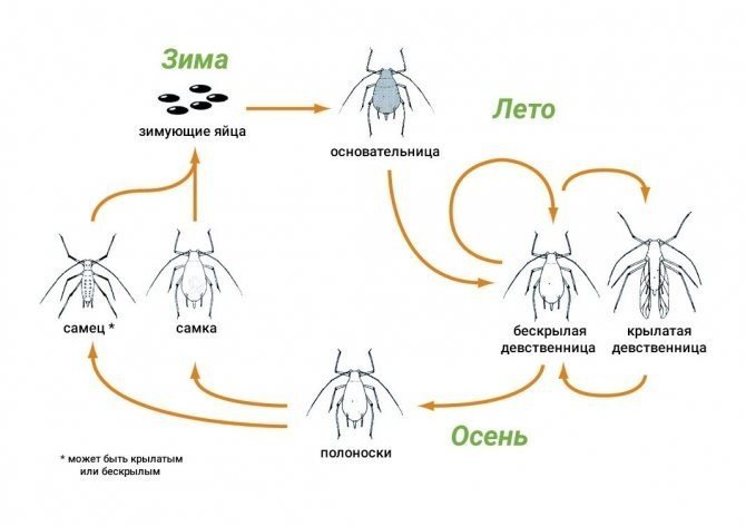 Цикл развития паутинного клеща