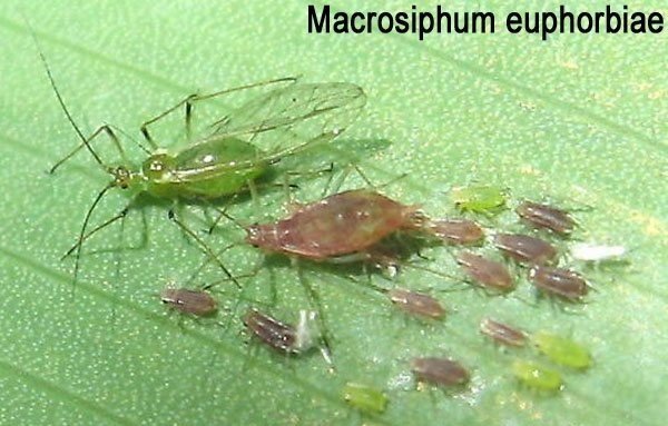Macrosiphum euphorbiae