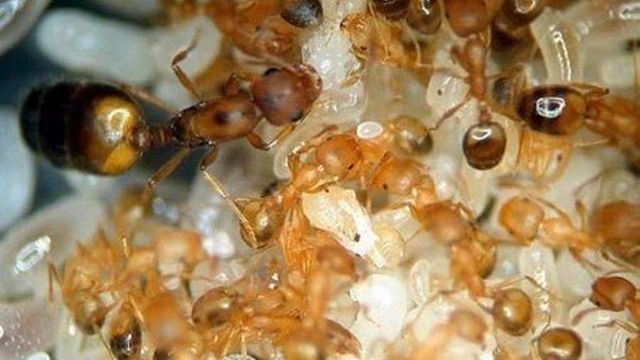 Фараоновы муравьи – вред, как размножаются и как быстро уничтожить