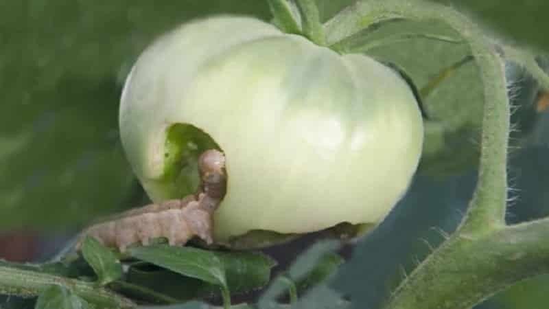 Гусеница белокрылки на помидорах