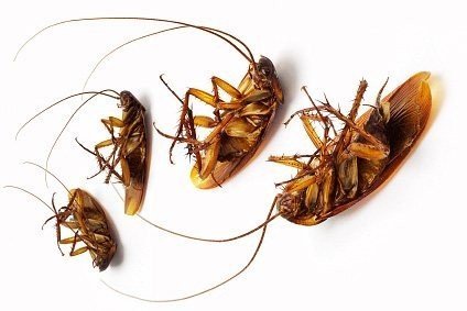 Избавиться от тараканов