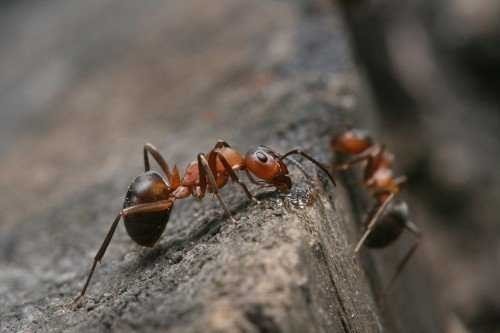 Бурый лесной муравей