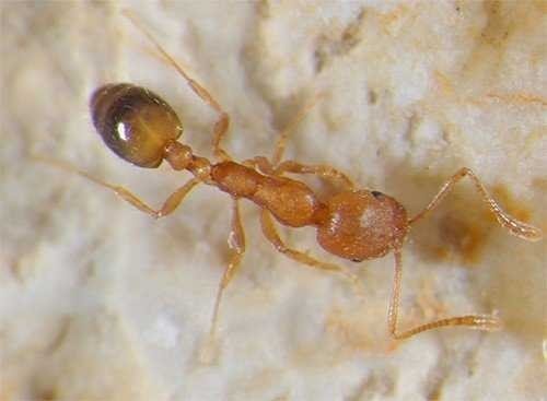 Фараоновые муравьи матка