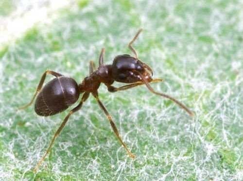 Lasius niger крупный муравей