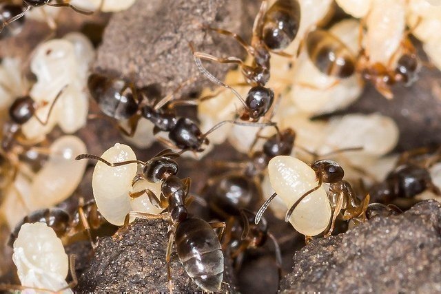 Муравьи жнецы муравейник