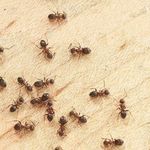 Как бороться с муравьями в доме?