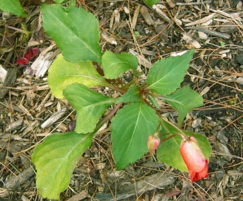 Растение бальзамин