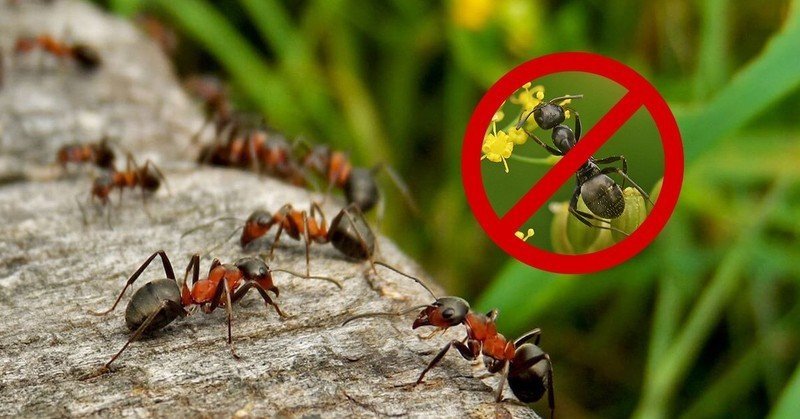 Средство от муравьёв в огороде