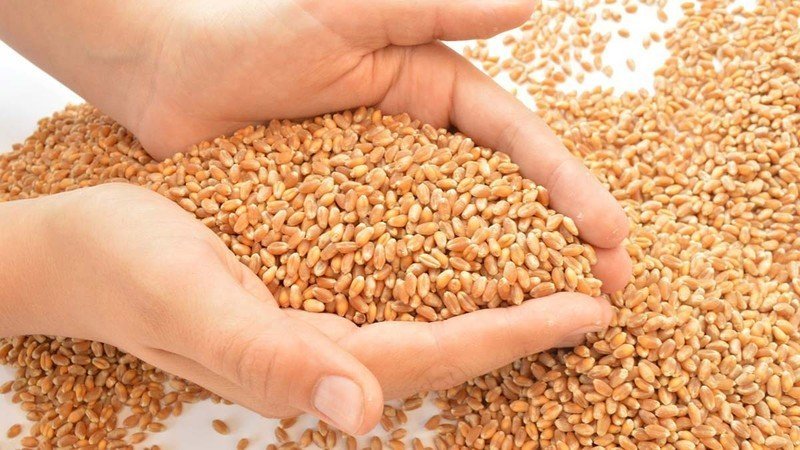 Пшеничное зерно