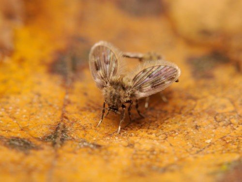 Канализационная муха бабочница