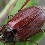 Как избавиться от личинок майского жука на клубнике