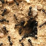 Как избавиться от муравьев в огороде раз и навсегда