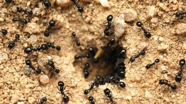 Как избавиться от муравьев в огороде раз и навсегда