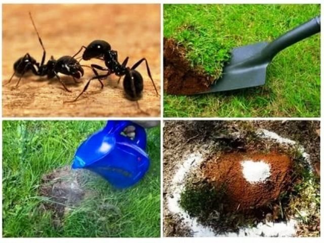 Средство от муравьёв на участке