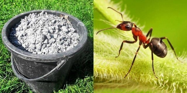 Уничтожаем муравьев в огороде