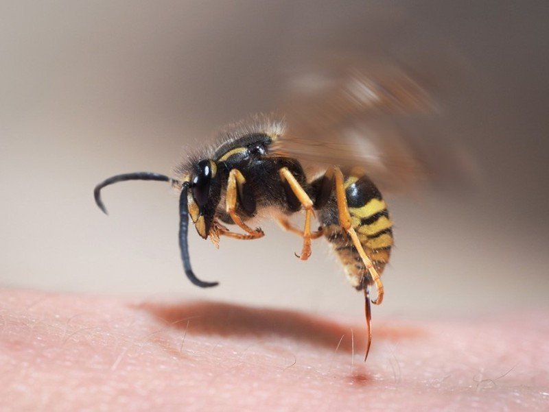 Пчела и оса шершень и слепень