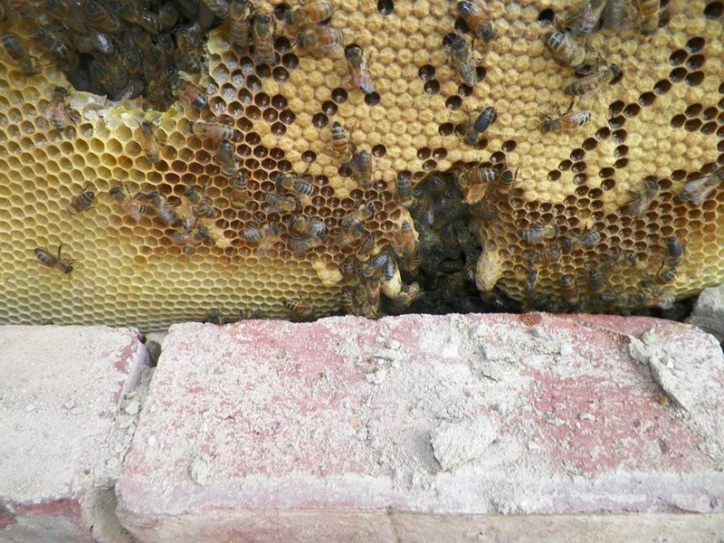 Пчелиный улей изнутри