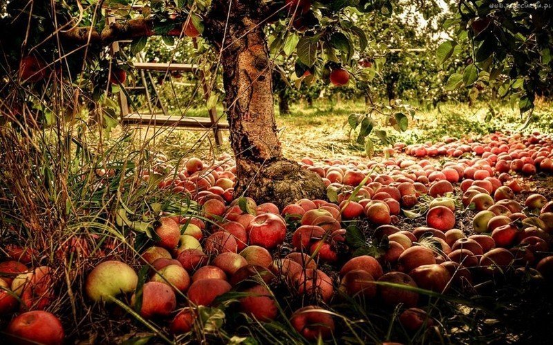 Яблочные плантации нормандии