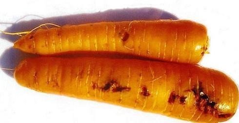 Морковная муха личинки внутри корнеплодов