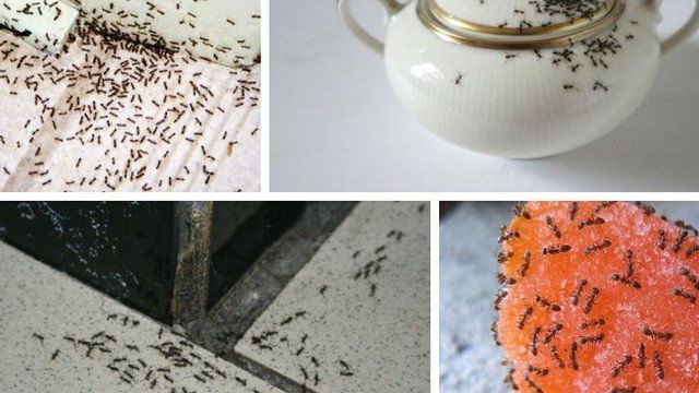 Как выбрать эффективное средство от муравьев в квартире?