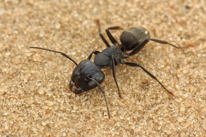 Чёрный муравей древоточец