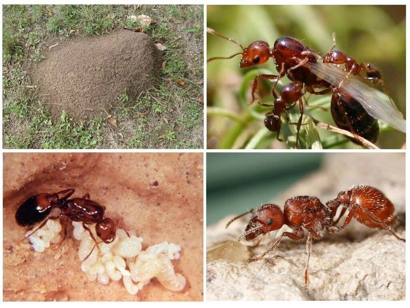 Красные муравьи термиты