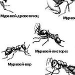 Как вывести муравьев с участка народными средствами. Как вывести муравьев с огорода навсегда, народные способы, эффективные препараты