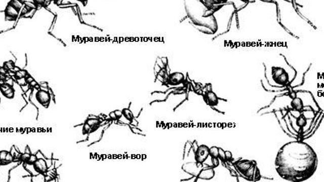 Как вывести муравьев с участка народными средствами
