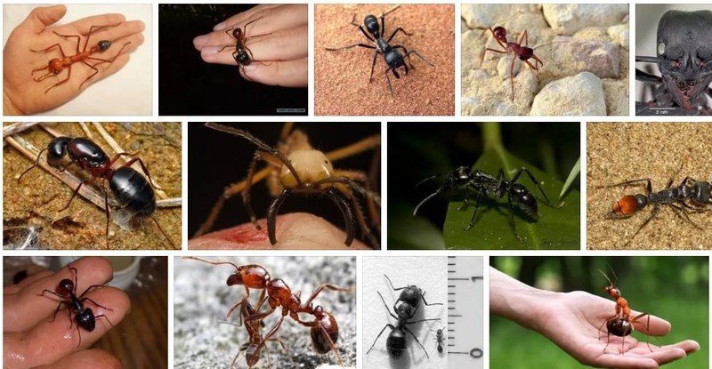 Самые опасные муравьи