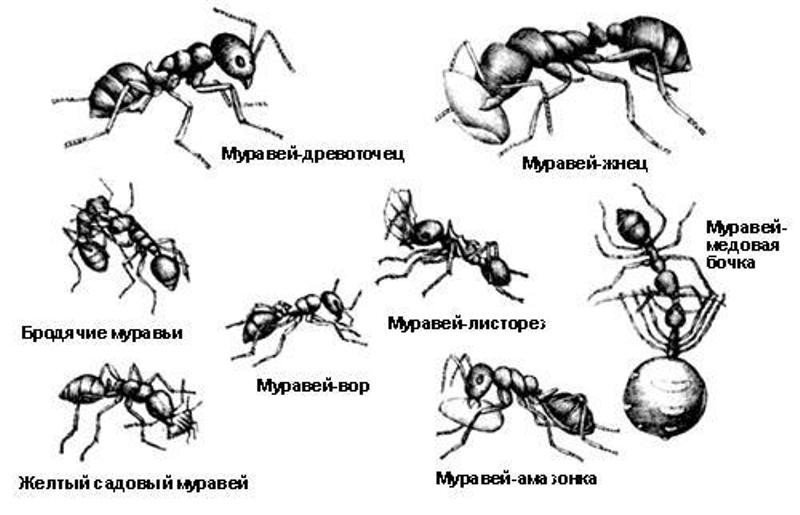 Строение насекомых муравей