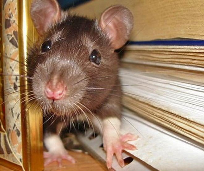 Крыса дамбо шоколадного цвета
