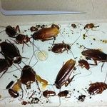 Какое средство от тараканов самое эффективное?