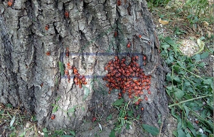 Красные жуки на коре дерева