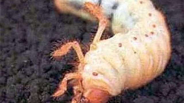 Колорадский жук, борьба с колорадским жуком