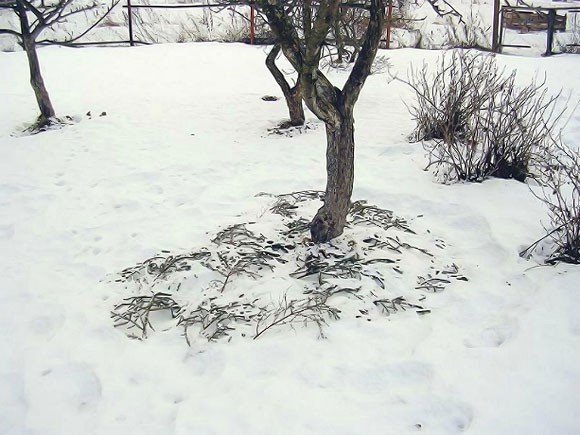 Защита садовых деревьев от мороза