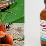 Морковная муха: как с ней бороться нашатырным спиртом