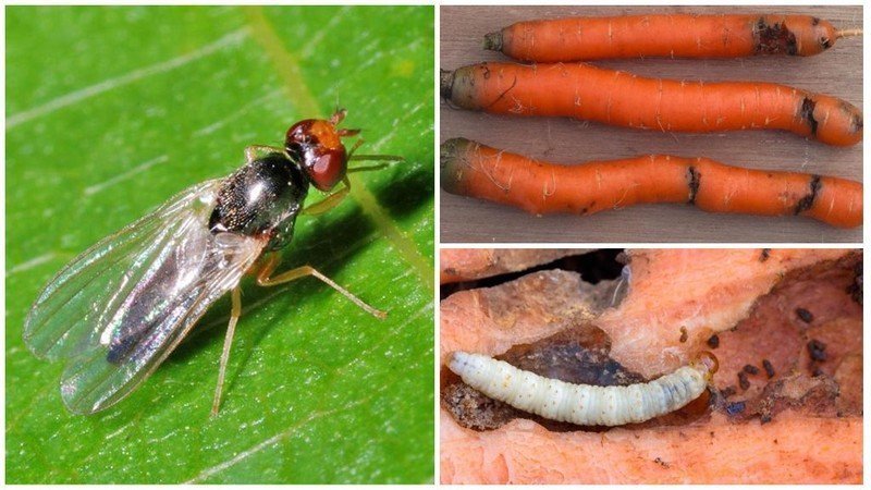 Средство от луковой и морковной мухи