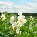 Можно ли обрабатывать картофель во время цветения от колорадского жука